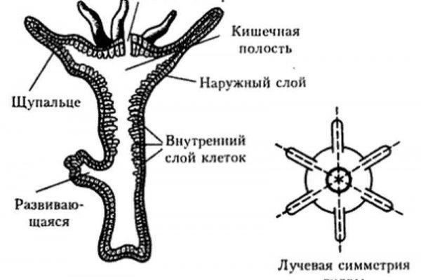 Kraken сайт покупок